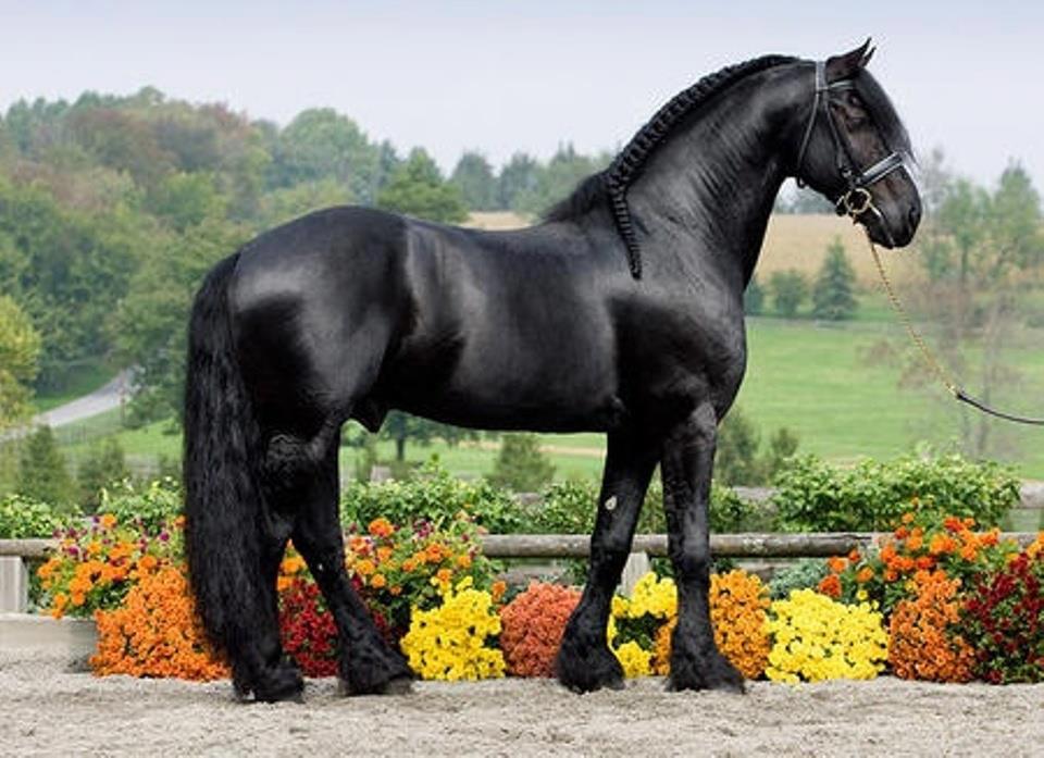 Friesian Horses